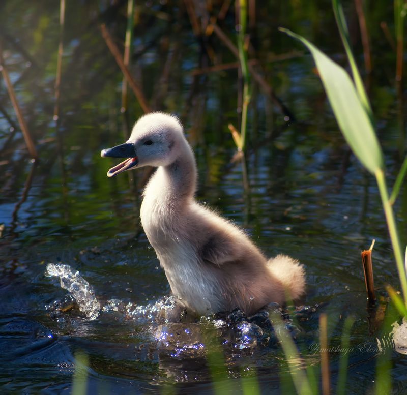 Лебедёнокphoto preview