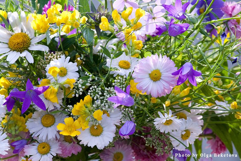 букет, натюрморт, цветы Ромашкиphoto preview