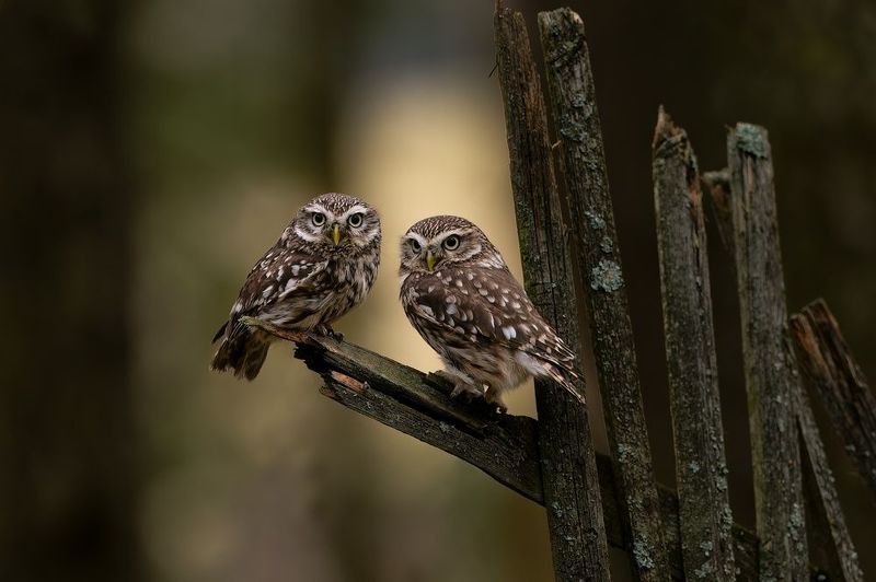owl, owls, bird, birds, forest, Brotherhoodphoto preview