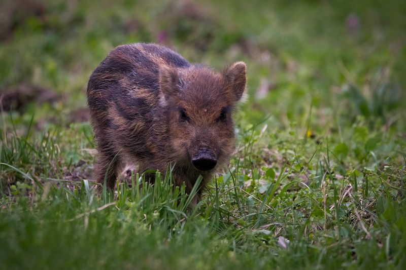 wildboar, animal, wildlife, wildlifephotograhy Wild Boarphoto preview