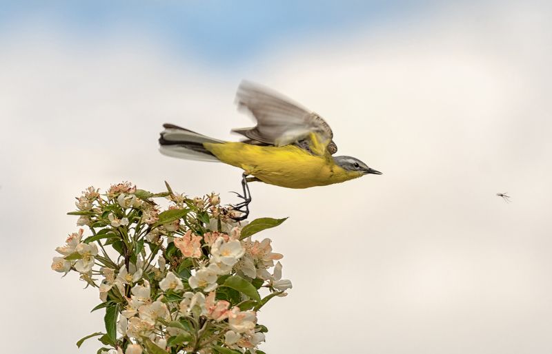 птица, трясогузка, жёлтая, Тоже охота!photo preview