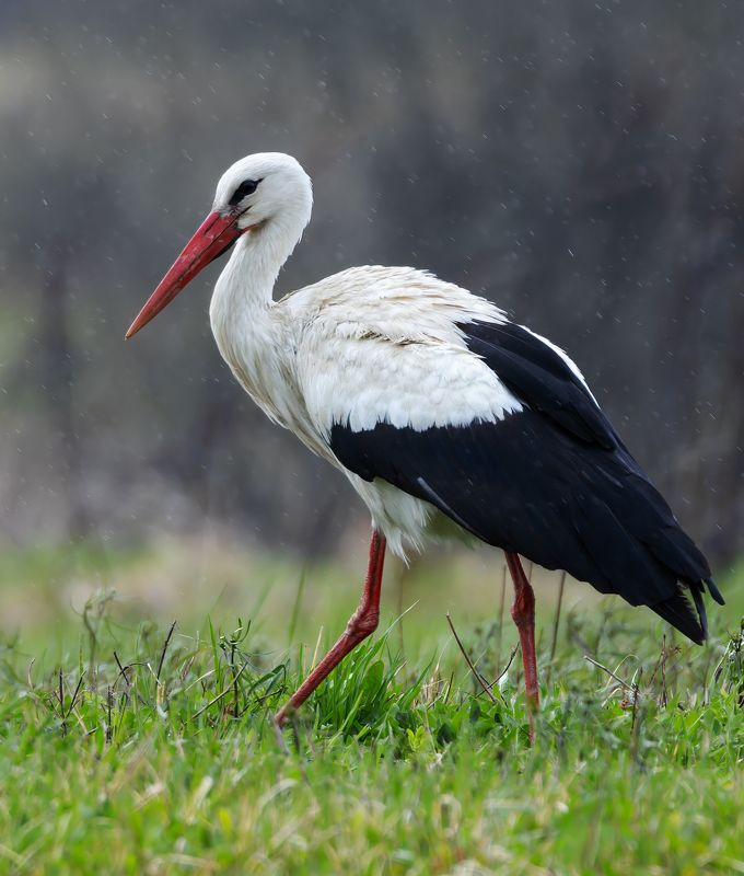 белый аист, аист, ciconia ciconia птицы, фото птиц, птицы Белый аист. (Ciconia ciconia)photo preview