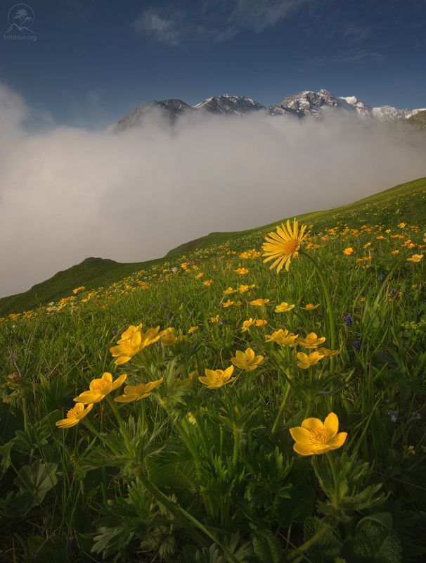 осетия, северная осетия, фототур в северную осетию, горы, тур по осетии, фототур по осетии Горные цветыphoto preview