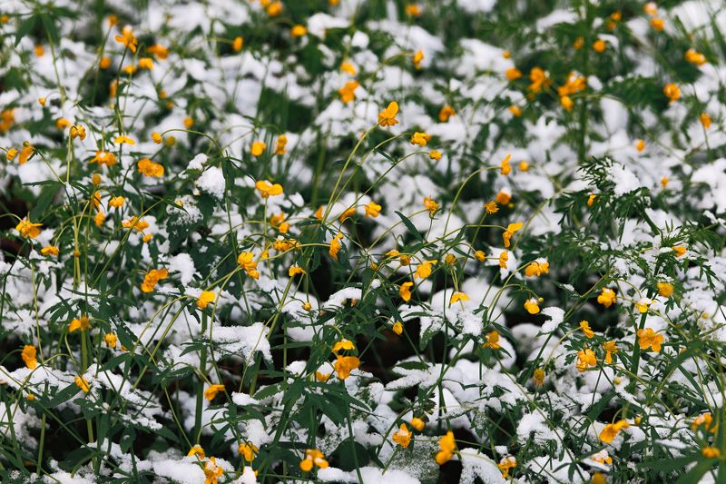 Май 2024 фото превью