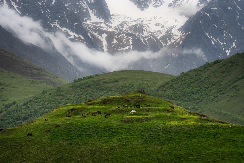 mountains, horses, nature Rainy day in the mountainsphoto preview