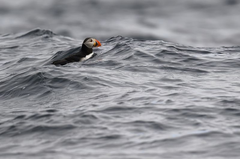 Атлантический тупикphoto preview