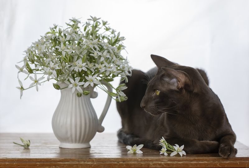 кот, ориентал Орик...photo preview