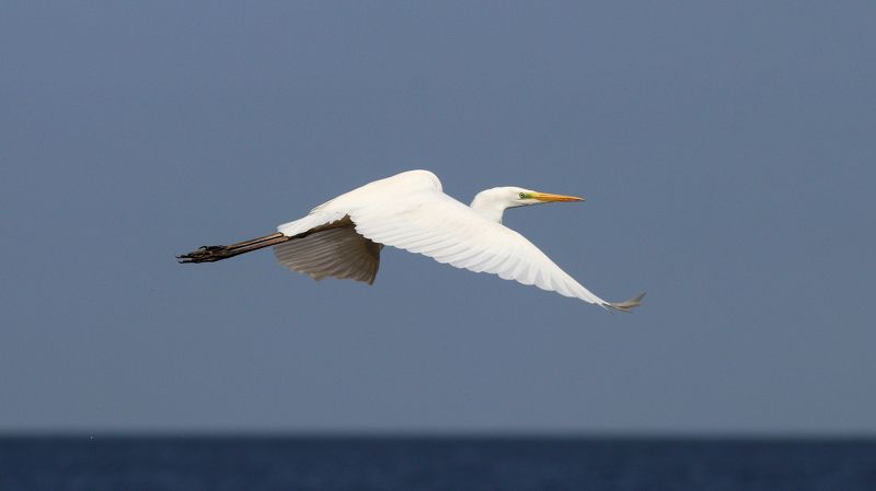 большая белая цапля, цапля, ardea alba, great egret, куршский залив Прощайте, я от вас улетаюphoto preview
