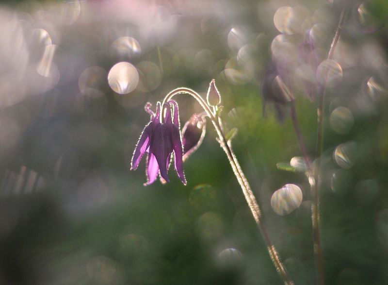 аквилегия, водосбор, лето Пробуждение аквилегииphoto preview