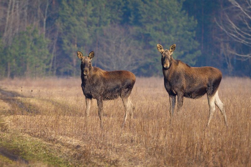 #лось #moose Весенняя встречаphoto preview