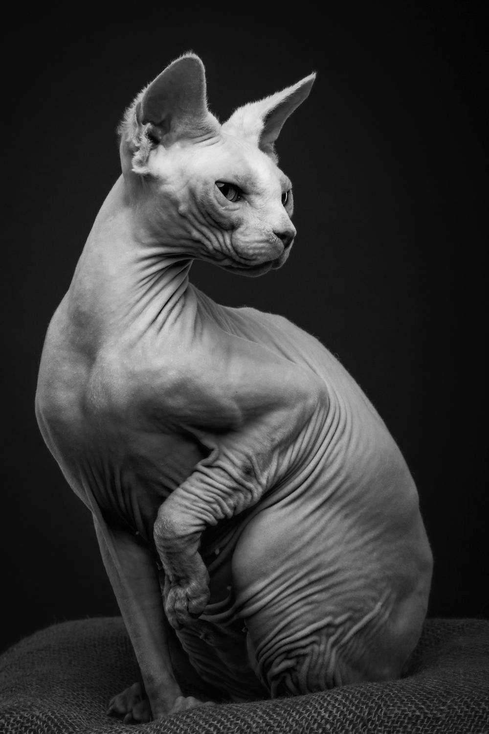 кошка, сфинкс, портрет, Дёгтев Евгений