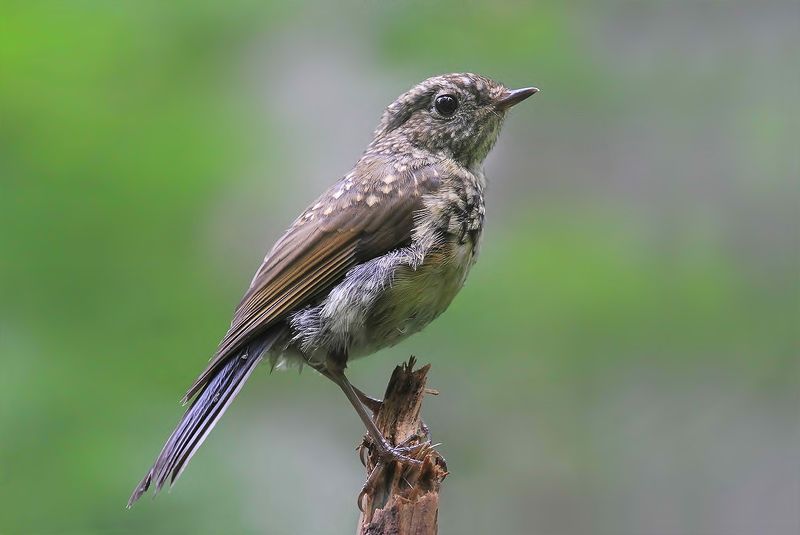 синехвостка Синехвостка в молодостиphoto preview