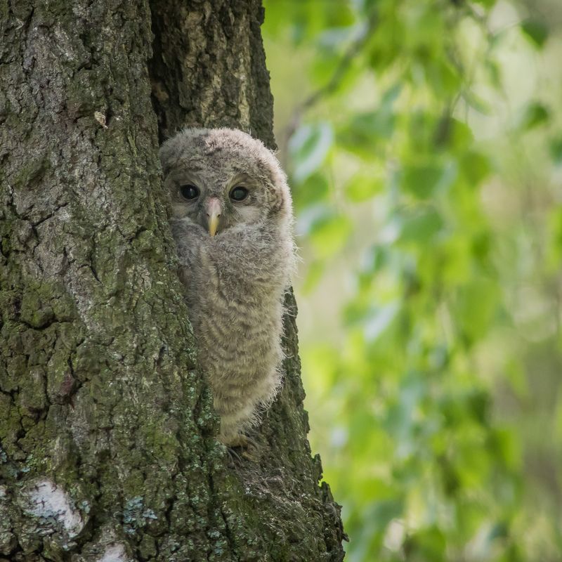 длиннохвостая неясыть Новая жизньphoto preview