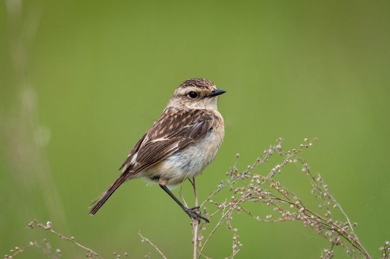 птицы, птаха, чекан, самочка Самочка черноголового чеканаphoto preview