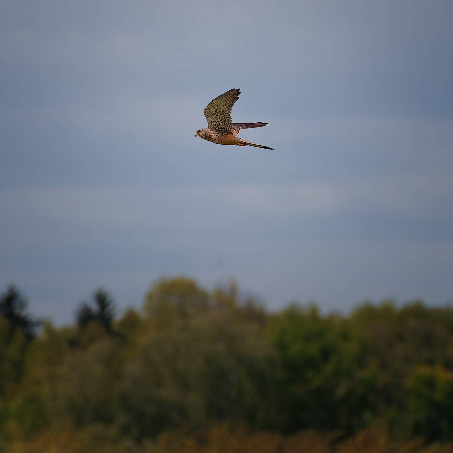 , Загруев Михаил