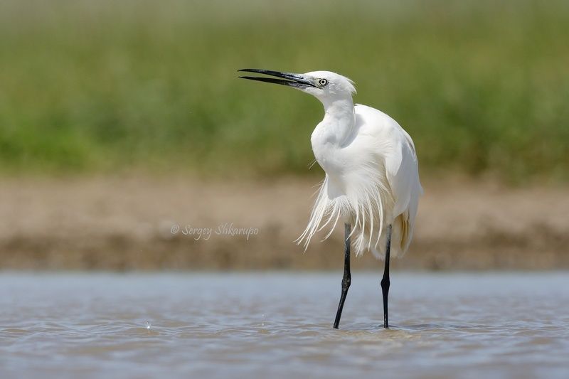 большая белая цапля, птицы, Крым Большая белая цапля в летнюю жаруphoto preview
