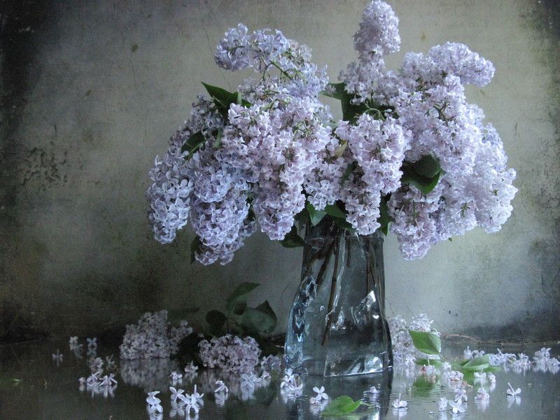 сирень, букет, лето Сиреневая сиреньphoto preview