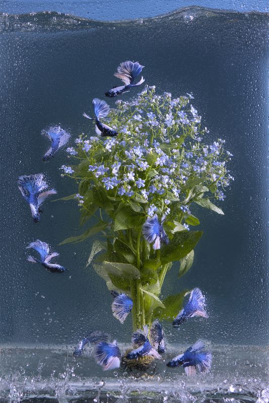 Подводные птицы. Петушки Халф Мун т незабудки.photo preview