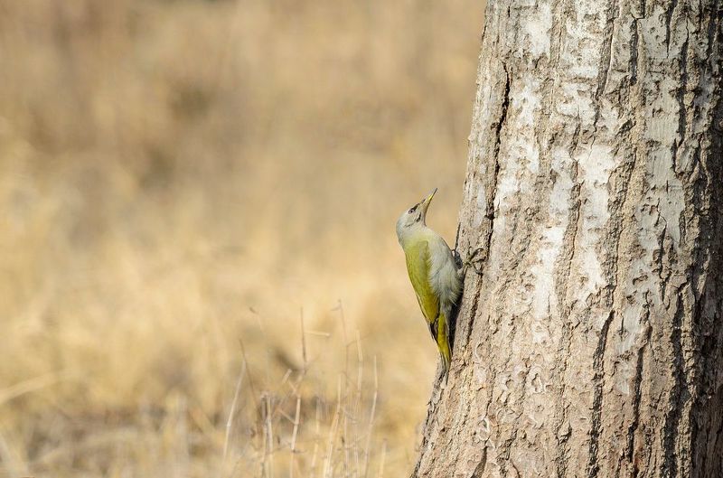 #дятел #птица #bird Седой дятелphoto preview