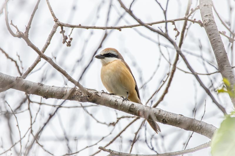 Сибирский жуланphoto preview