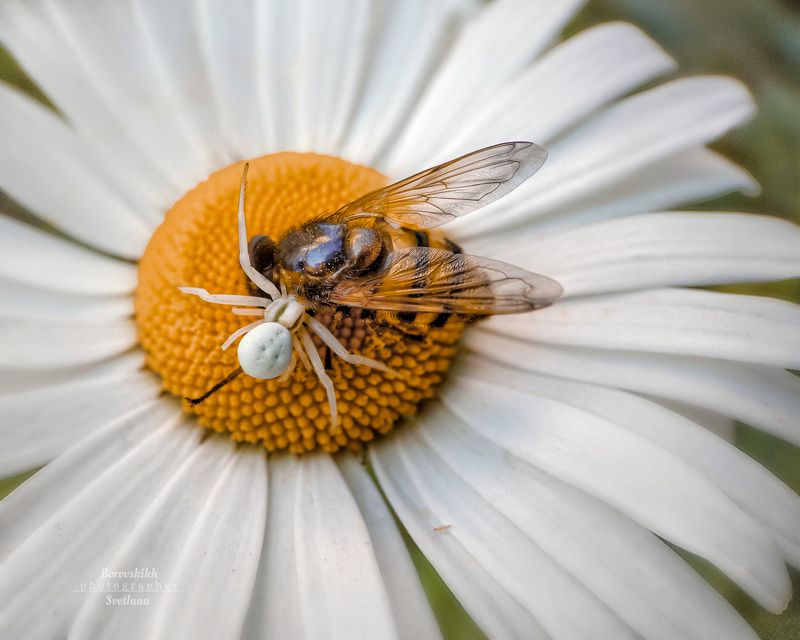 макро,  макро на телефон, macro, macro lens, паук, насекомые, Цветочный паукphoto preview