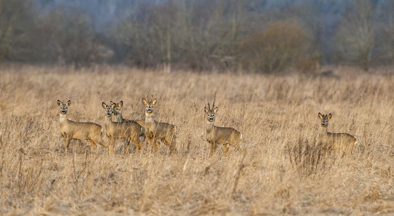 Групповой портрет.photo preview