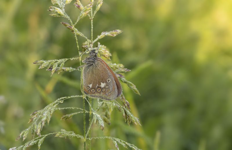 бабочка, роса photo preview
