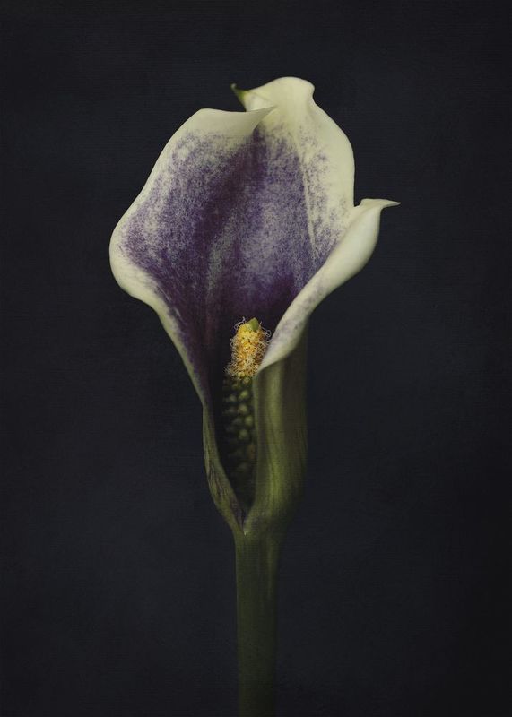 calla, flower photo preview