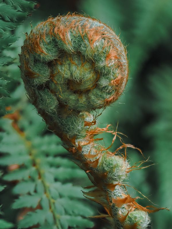 макро, папоротник, зелёный, побег, молодой, macro, fern, green, young fern Набираясь сил фото превью