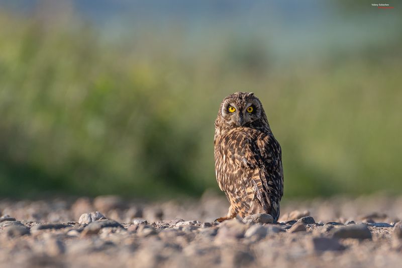 Один дома фото превью