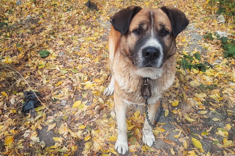 животные, портрет животного, мобильная фотография, мобилография, млекопитающие, собака, animals, mammals, dog, animal portrait, mobile photography Грустная серия фото превью