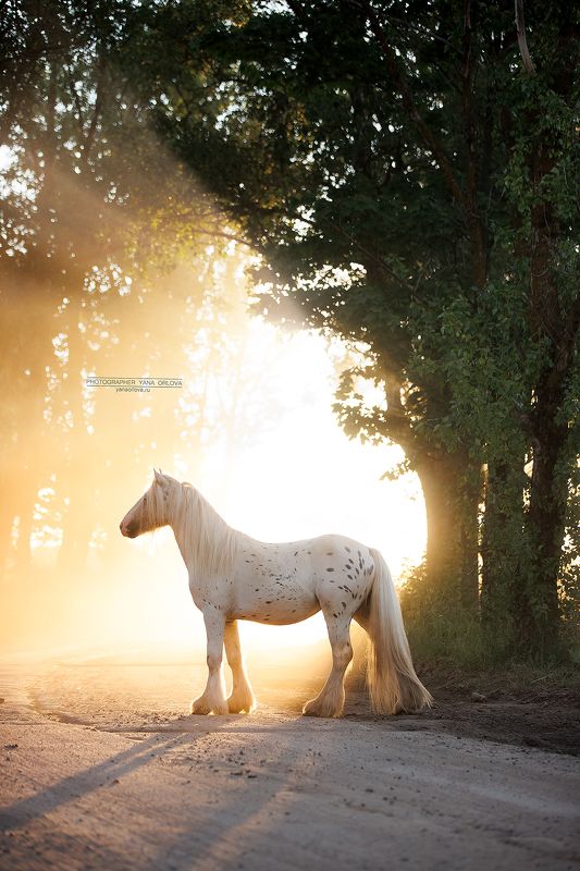 конный фотограф, лошадь, конь, лошади, конная фотография, жеребец, horse,  horses, pferd, конный фотограф яна орлова, тинкер Тинкер фото превью