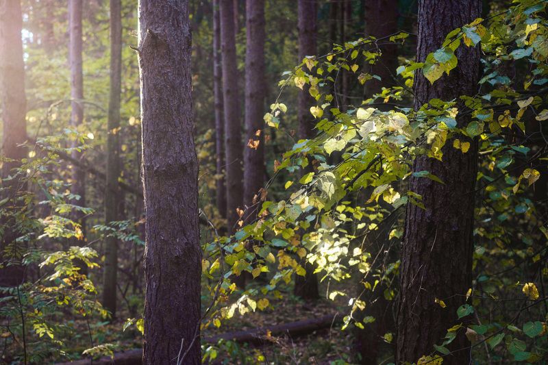 Лесная зарисовкаphoto preview
