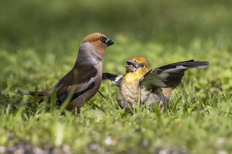 птицы, подмосковье ***photo preview