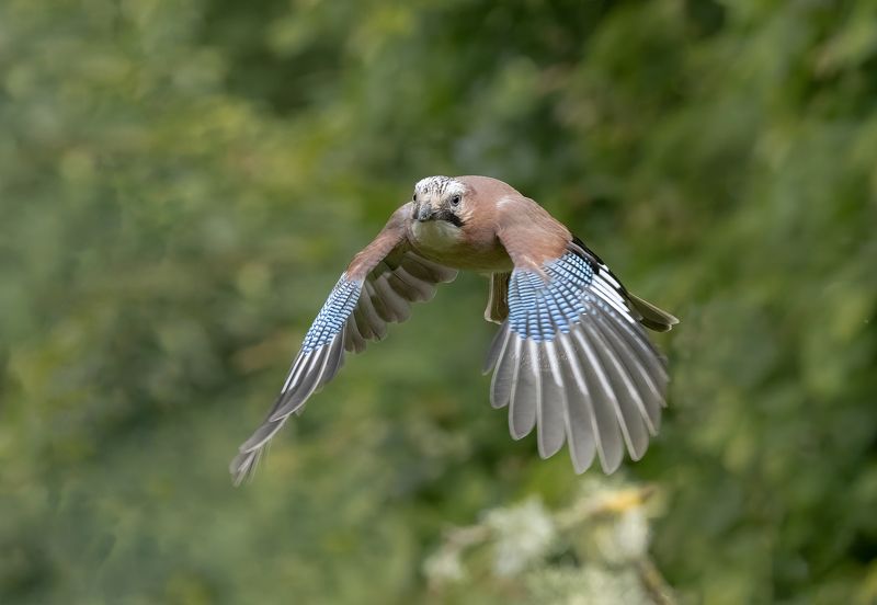 jay, birds, nature, wildlife, action, canon Jayphoto preview