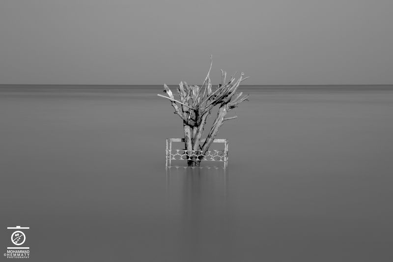 Dry Tree in the seaphoto preview