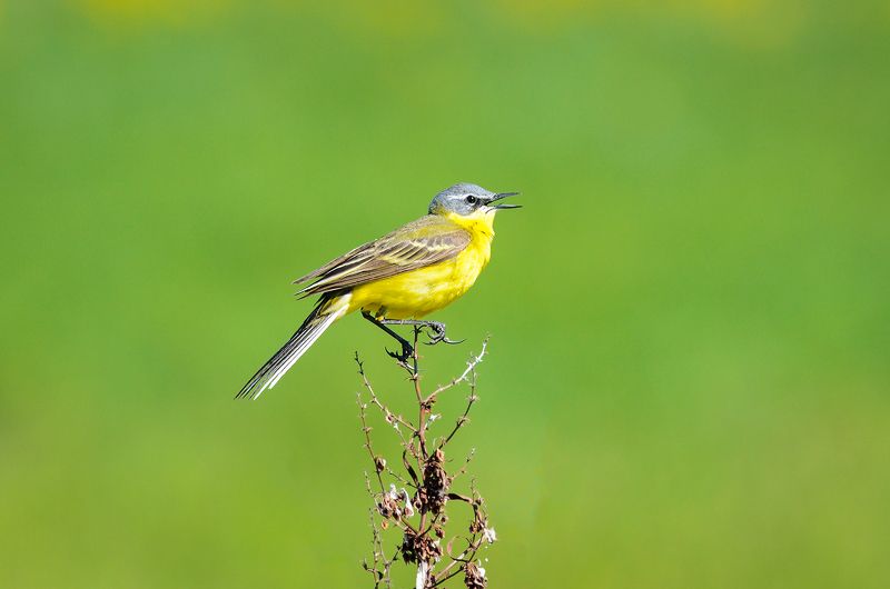 #трясогузка #птица #bird На постаментеphoto preview