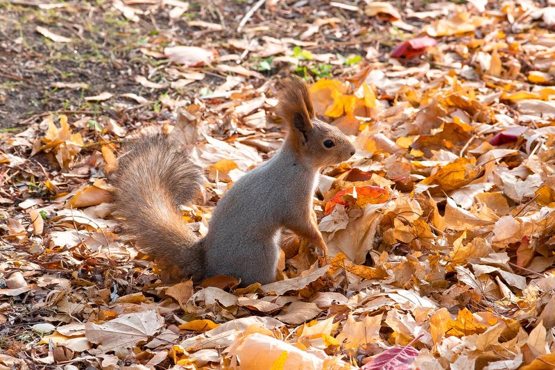 squirrel, wildlife, volgograd, russia,  #photo preview
