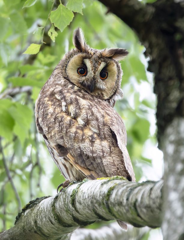 ушастая сова, asio otus, фото птиц, птицы, birds, птицы Ушастая сова. (Asio otus)photo preview