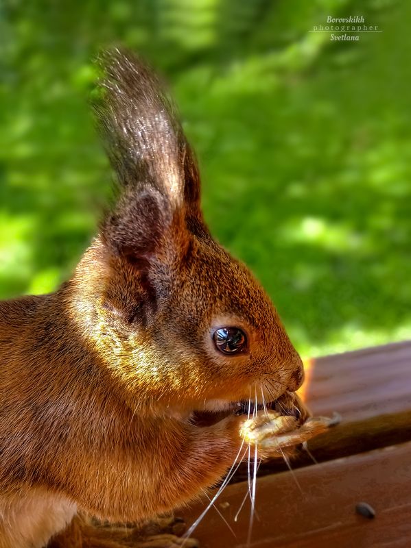 животные, портрет, природа, крупным планом, белка, фото на телефон Рыжехвостая хитруля...)photo preview