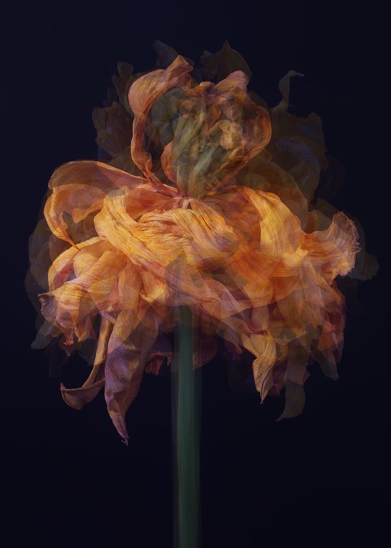 tulip, flower, тюльпан, цветок tulip dancephoto preview