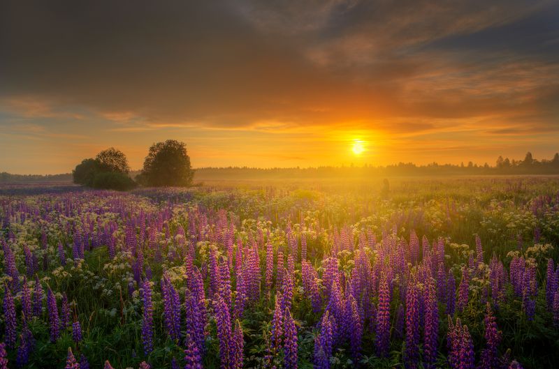 время, люпинов... время люпинов....photo preview