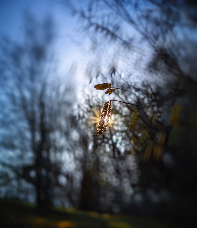 весна, вечер Весенний звоночекphoto preview