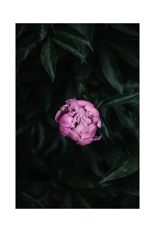 цветы, пион, природа Пион фото превью