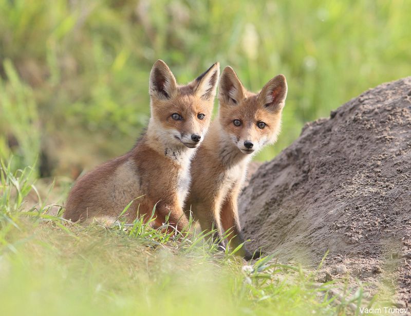 лиса, лисята, fox Братик и сестричкаphoto preview