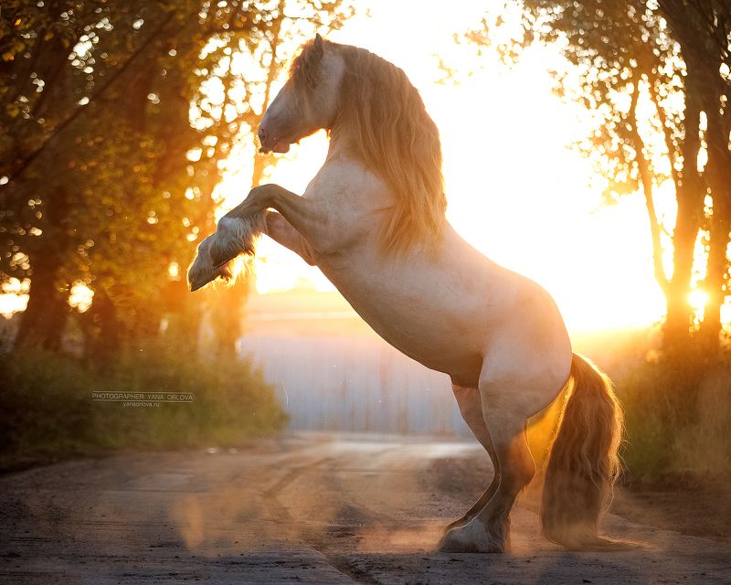 конный фотограф, лошадь, конь, лошади, конная фотография, жеребец, horse,  horses, pferd, конный фотограф яна орлова  фото превью