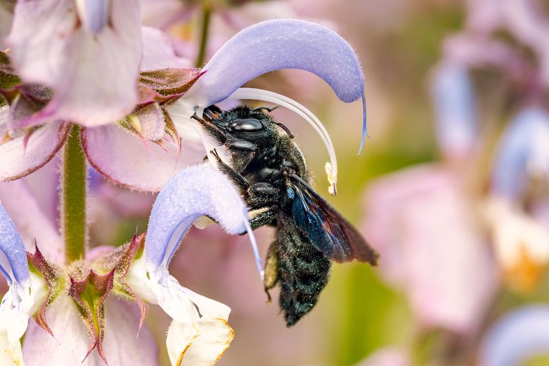 bee, macro, nature, widlife Violet carpenter beephoto preview