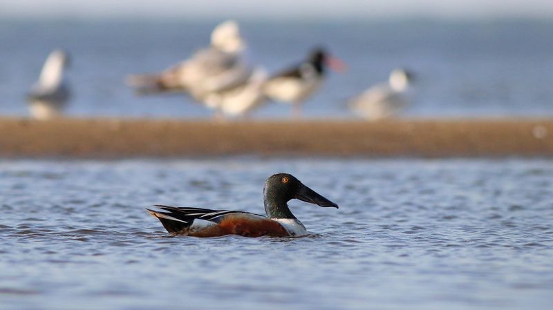 широконоска, anas clypeata, northern shoveler, серая утка, anas strepera, gadwall, чирок-свистунок, anas crecca, teal, чирок-трескунок, anas querquedula, garganey, куршский залив, утка, утки Утиный народphoto preview