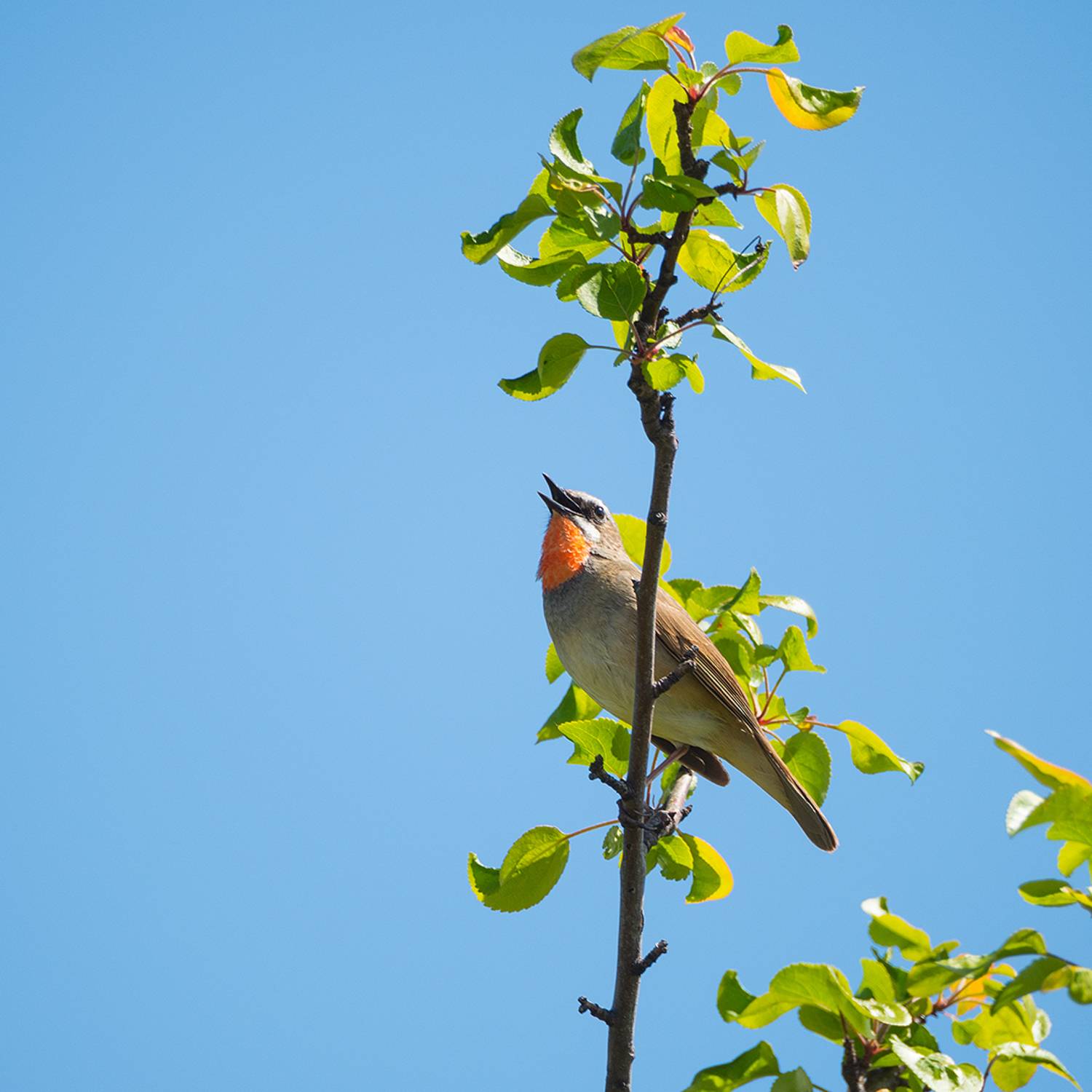 , Тришин Виктор