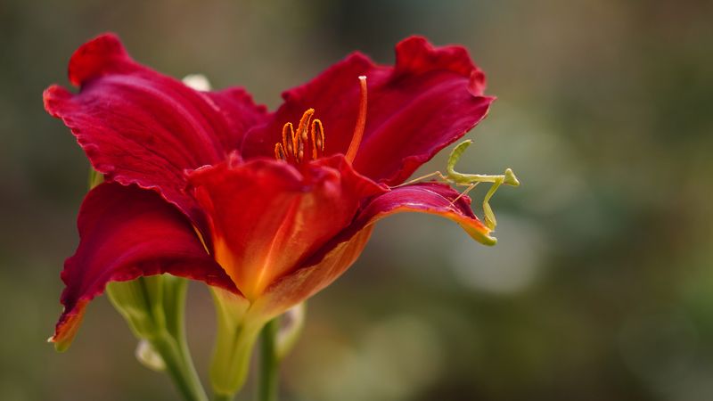 Охотникphoto preview